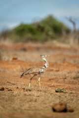 Kori bustard walks across grassland in sunshine