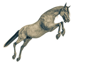 horse jumping in a white background close up © DM7