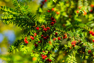 Taxus yew with red berries close-up on a sunny day. nature