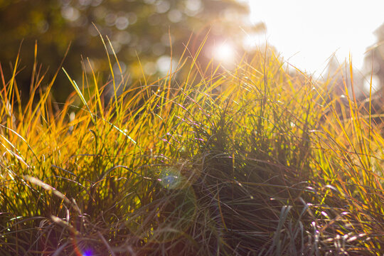 close up decorative grass on a flower bed on a sunny day. natural background
