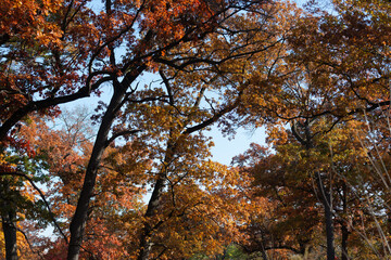 oak trees in autumn