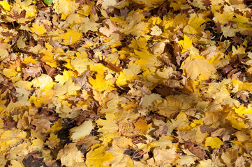 maple leaves (mostly) on the ground