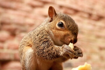 Squirrel