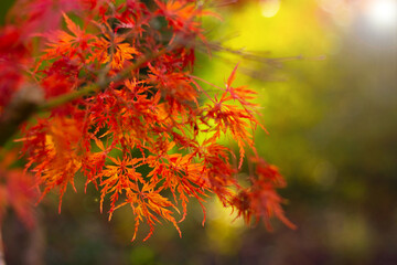 close-up of red leaves of a decorative Japanese maple tree in the park. natural autumn background