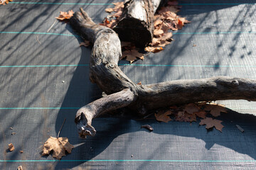 tarpaulin and old tree branches - obrazy, fototapety, plakaty