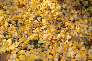 gingko leaves on the ground