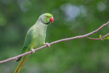 Rose-ringed Parakeet, Psittacula Krameri Manillensis, also known as the Ring-necked Parakeet, in flight hovering to be fed in London United Kingdom UK, medium-sized parrot. Beautiful colourful cute