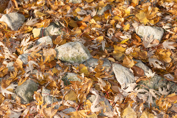 autumn leaves on the rocks