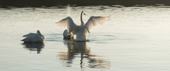swans on the lake at sunset © eugen