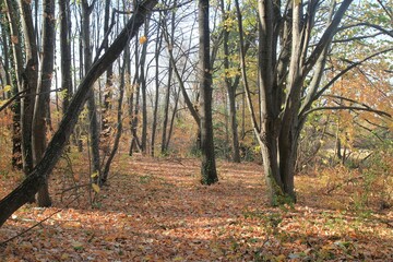 Fototapeta premium Trees and paths in the Madara Park (Bulgaria) in autumn during leaf fall 