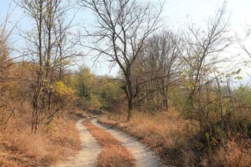 Trees and paths in the Madara Park (Bulgaria) in autumn during leaf fall
