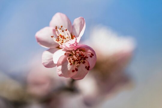 Shallow focus shot of cherry blossom on tree in bright sunlight with blur background