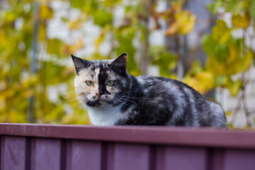 Obraz premium Beautiful multi-colored cat sits on a fence close-up