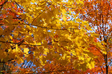 Red and yellow maples leaves form a spectacular scene on the tree