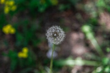 Shallow focus shot of a common dandelion seed head in the garden with blur background