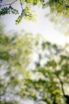 Selective focus shot of Locust tree leaves with blur sky in the background