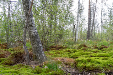 Schwenninger Moos