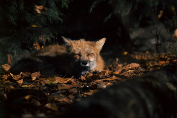 Naklejka premium Happy fox laying in the sun.
