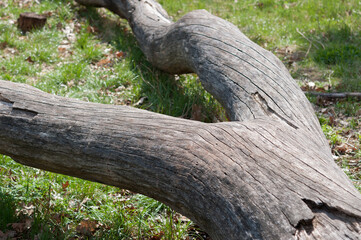 trunk in the shape of legs