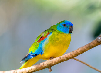 Turquoise parrot (Neophema pulchella)