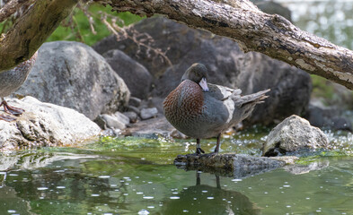 Blue duck (Hymenolaimus malacorhynchos)