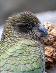 kea (Nestor notabilis)
