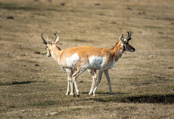 Naklejka na ściany i meble Two headed pronghorn Antelope (maybe)