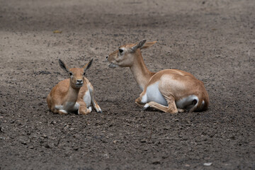 Rehe