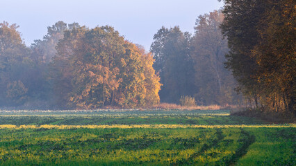 autumn landscape in the morning