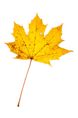 yellow autumn maple leaf isolated on white background