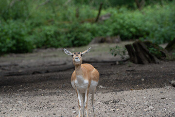 Rehe