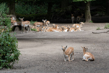 Rehe
