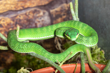 Horned kufiya. Protobothrops cornutus. Close-up.