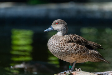 Fototapeta premium Grey teal (Anas gracilis)