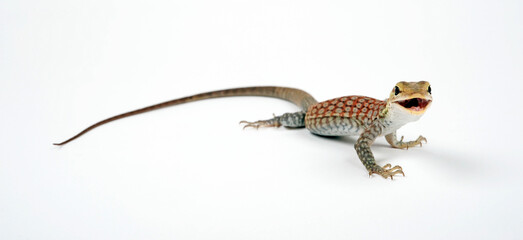 Trauerwaran, Jungtier // young Black-headed monitor, black-tailed monitor  (Varanus tristis orientalis)