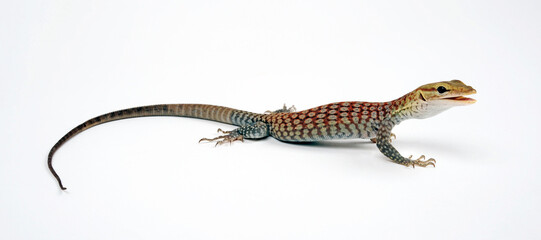 Trauerwaran // Black-headed monitor, black-tailed monitor (Varanus tristis orientalis)