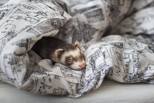 Cute little domestic ferret sleeping and relaxing in bed in black and white duvets at home