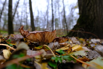 huge mushroom lepista nuda, also clitocybe nuda wood blewit mushroom in the autumn forest day. Mushroomer mushroom in the forest
