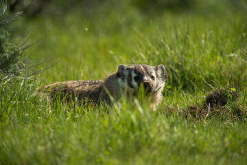 Badger
