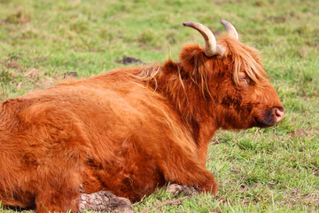 Highland cattle are a Scottish breed of cattle with long horns and long wavy coats which are...