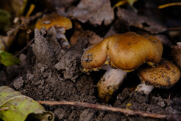 Edible forest mushroom Armillaria mellea commonly known as honey fungus. Mushroom picking. A basidiomycete fungus in the genus Armillaria sinapina close-up