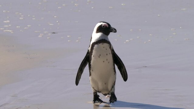 African penguin, or jackass penguin, or Spheniscus demersus, or Cape penguin, in the colony of Boulders Beach near Simons Town, South Africa
