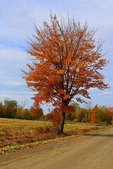 Fall landscape eastern townships Quebec province Canada