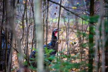 Close-up of a wild turkey (Meleagris gallopavo) hiding in a Wisconsin forest