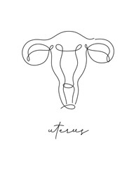 Pen line poster uterus drawing in pen line style on white background