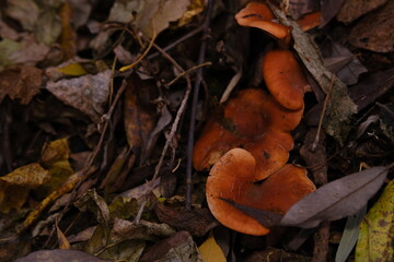 The top view and close-up of the orange-brown to orange-yellow mushroom hat of a false chanterelle,...