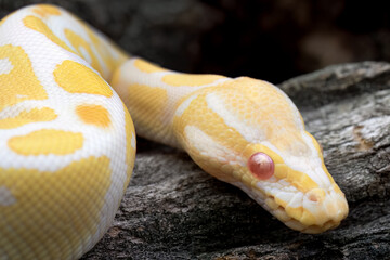 Albino Ball Python Snake - Close-up - obrazy, fototapety, plakaty