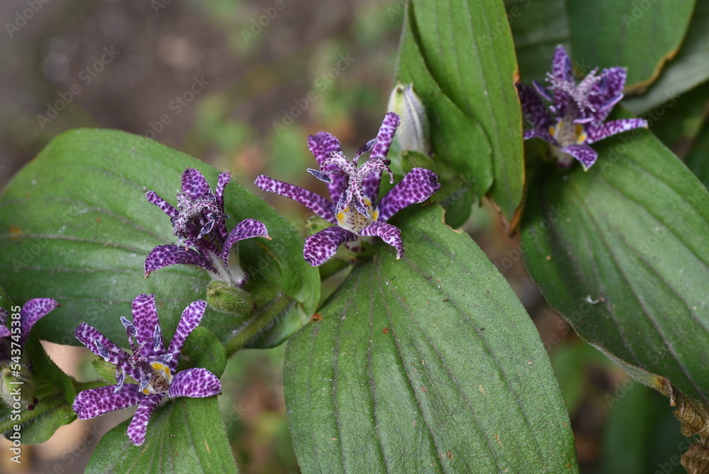 Sticker toad lily (tricyrtis hirta) flowers. liliaceae perennial plants with speckled flowers from late summ