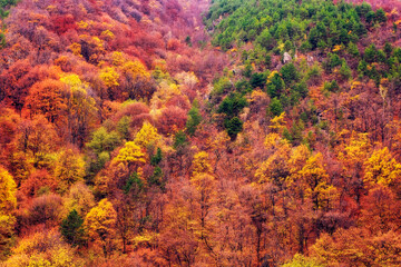 Beautiful autumnal landscape in the forest