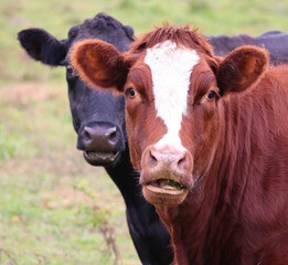 Simmental is one of the oldest and most recognized cattle breeds that also goes by the names of Swiss Fleckvieh, Pie Rouge, or Simmentaler. This breed usually has a white face 